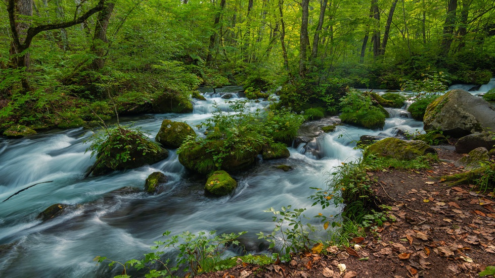 【奥入瀬渓流】十和田湖から流れる自然豊かな渓流。滝や苔むす景観が美しい特別名勝。