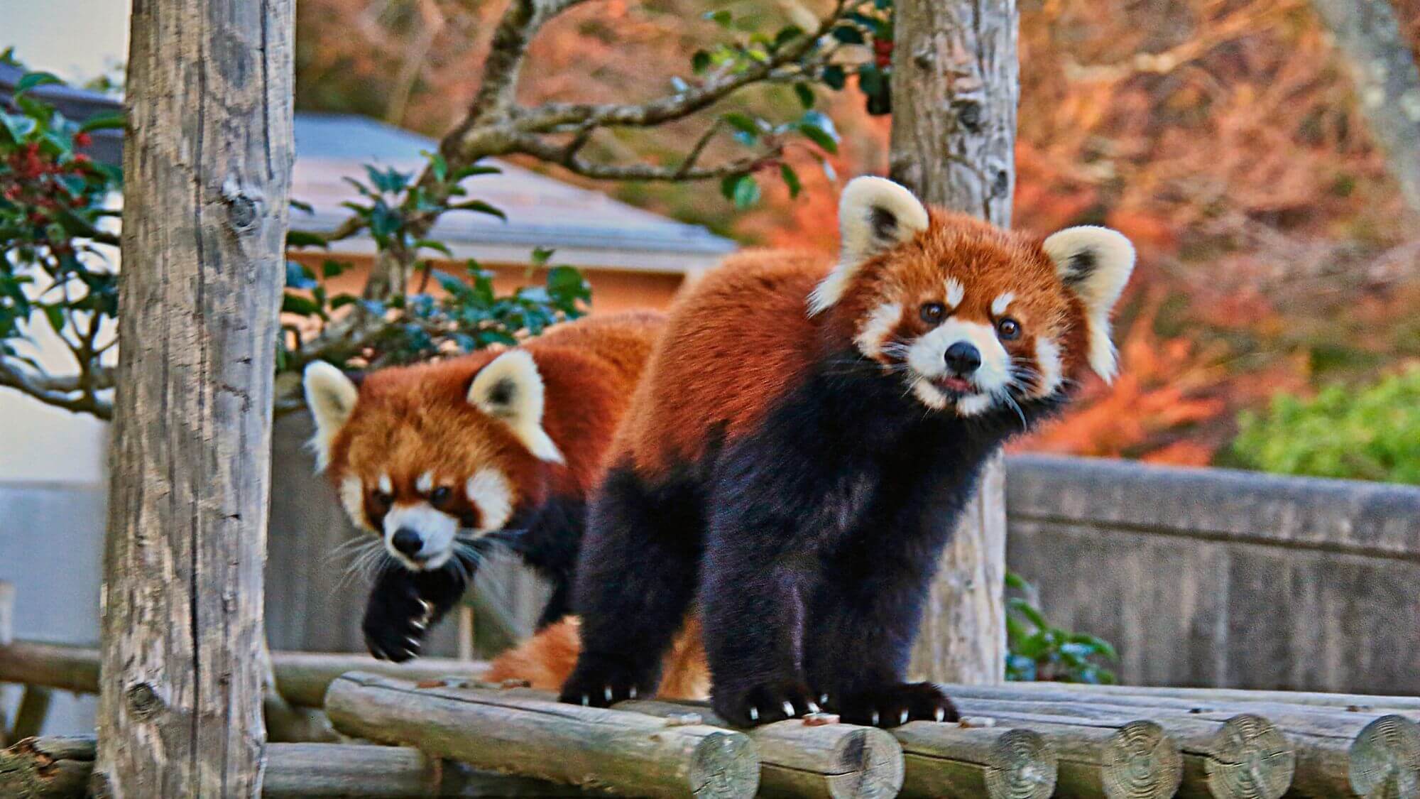 当館よりお車で25分。西山動物園は、レッサーパンダが人気！愛らしい姿に癒やされます。