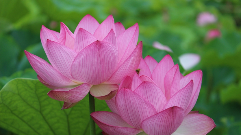 毎年６月下旬から８月中旬には「花はすまつり」が行われております。