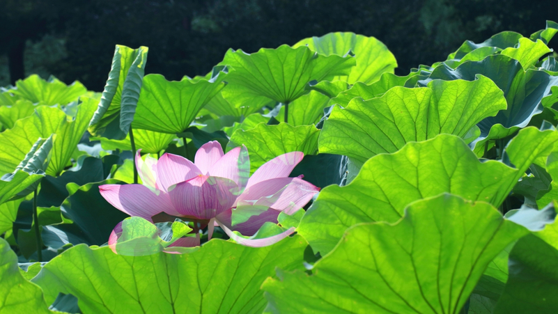 夏の日差しを浴びて、美しく咲き誇る花はす。