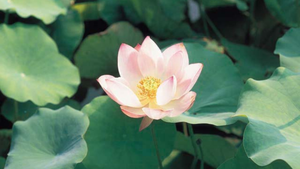 夏の花はす公園は、たくさんのはすの花が咲き乱れ、散策にぴったりの美しい公園です。