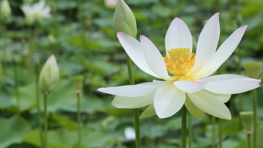 花はすの美しさに、思わず夢中に。熱中症対策を忘れずに。