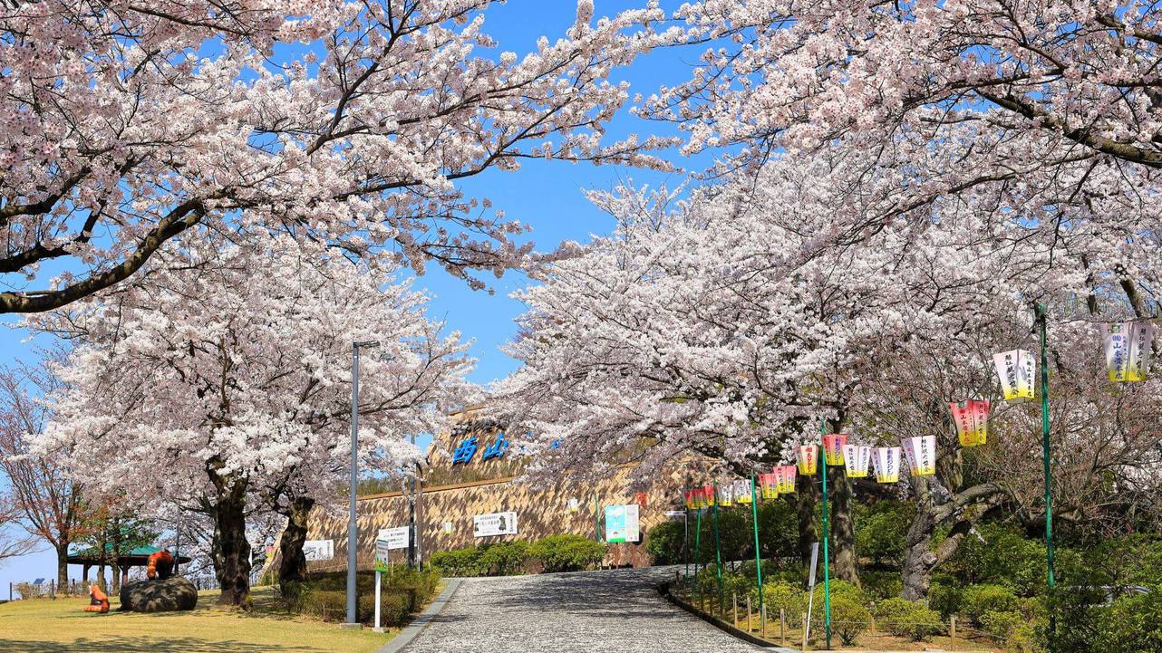当館よりお車で25分。西山公園は桜の名所百選。広大な敷地に約1，500本の桜が咲き誇ります。