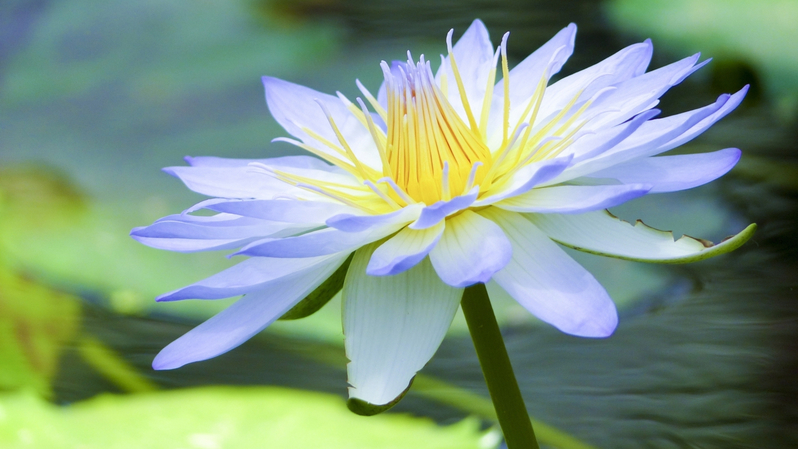 花はす公園は散策にぴったりの美しい公園です。