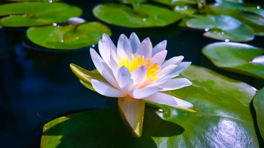 花の近くまで寄ることができ、じっくりと花はすの美しさを鑑賞できます。