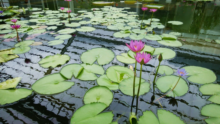 花はす公園売店の、はすの葉入り、甘さ控えめの「はすソフトクリーム」も人気です。