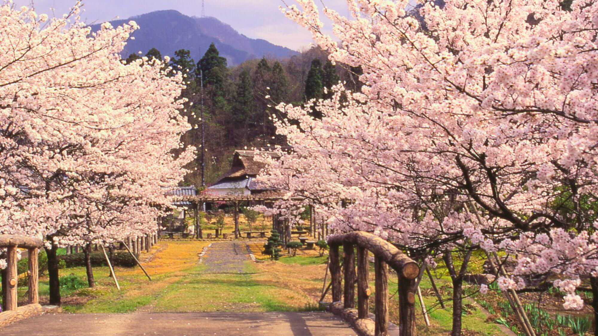 当館よりお車で25分。万葉の里味真野苑は桜の名所。桜と万葉集の世界に浸る、風雅なひとときを。