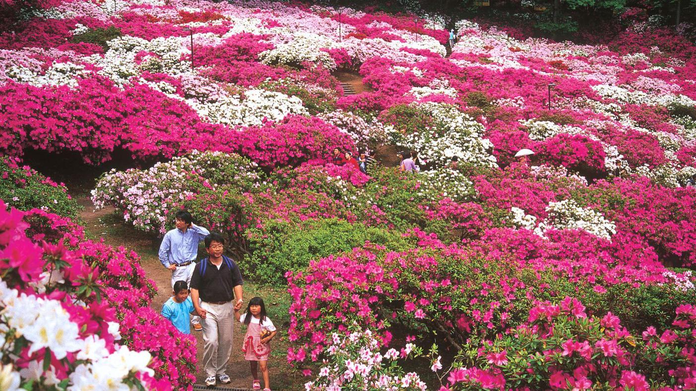当館よりお車で25分。5月の西山公園は、約5万株のつつじが咲き誇る絶景。鮮やかな色彩が公園を彩ります