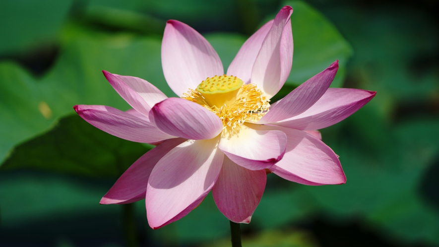 早朝に、花開く花はす。花開く瞬間の「ポンッ」という音を聞きに来てください。