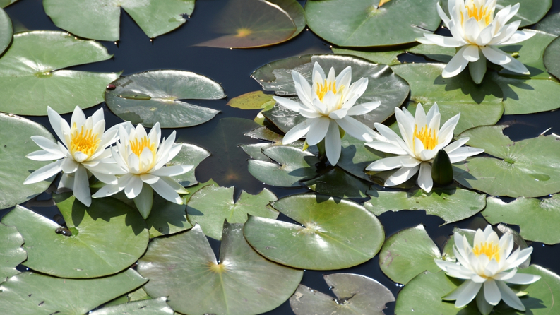 隣接する花はす公園には、約130種もの花はすがきれいな花を咲かせます。 