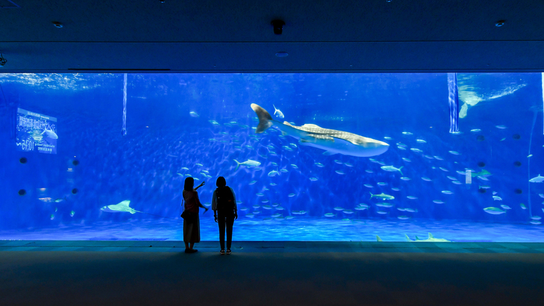 [かごしま水族館]ジンベエザメが見れます♪ファミリー・カップルでの観光にオススメ！