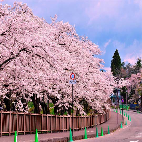 【春】お花見シーズン桧木内川提