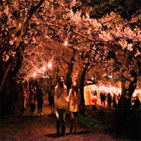 【春】お花見シーズン桧木内川提夜のライトアップ