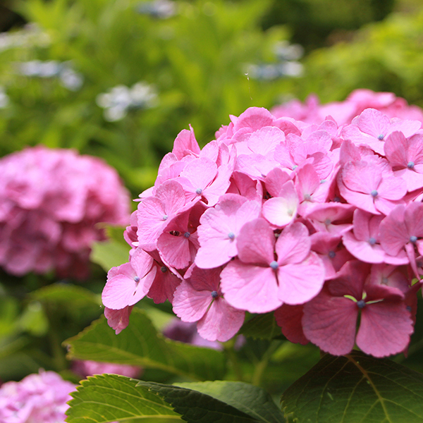 あじさいの季節