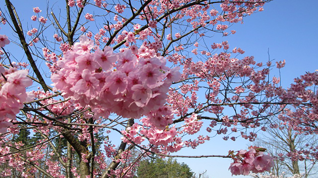 *［紫雲寺記念公園／オオヤマザクラ］春・例年見頃は4月上旬〜中旬