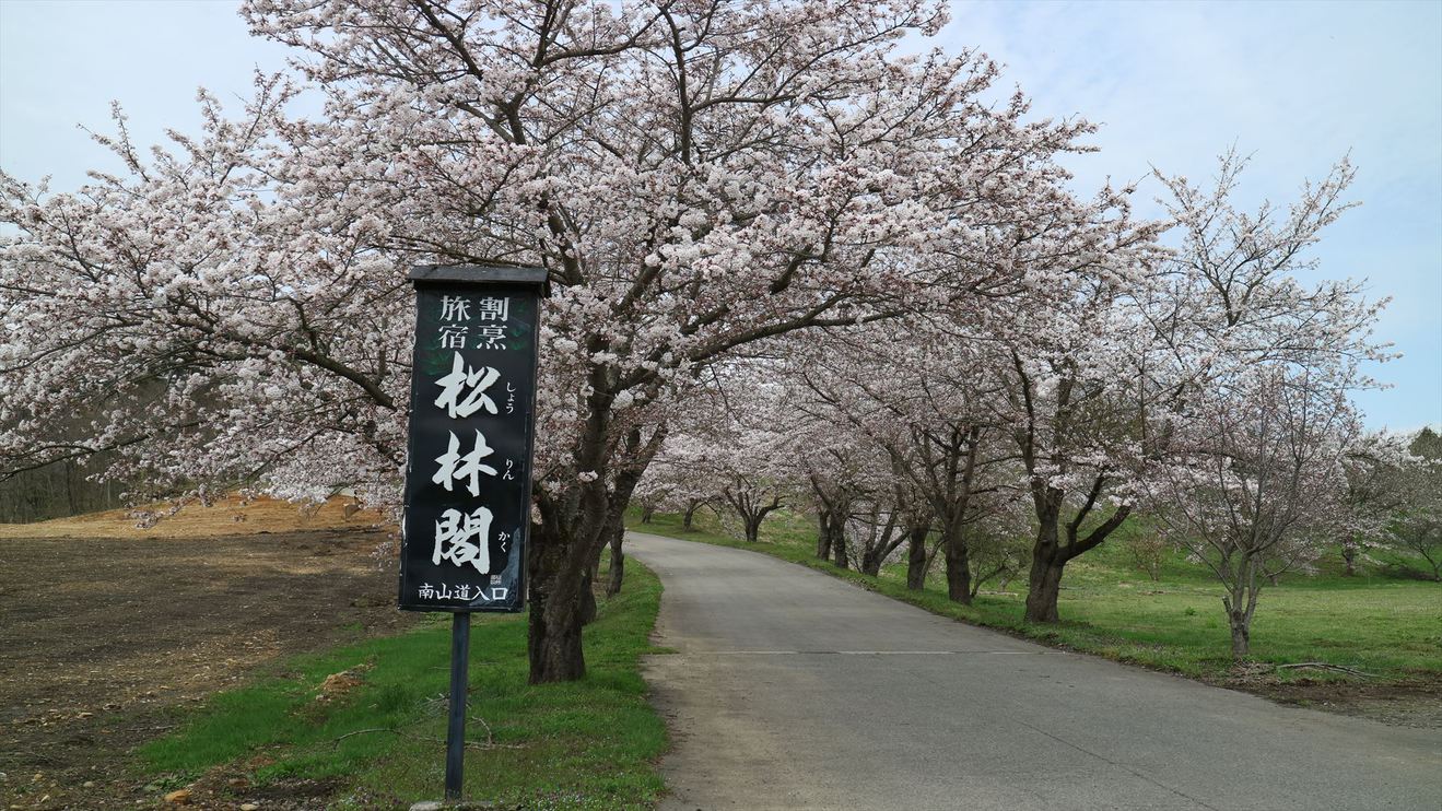 当館へ続く道春は桜がお出迎え