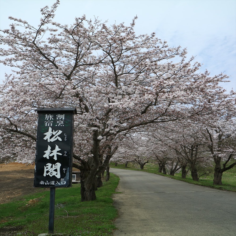 ４月下旬頃の松林閣への通り道桜並木でお出迎えいたします