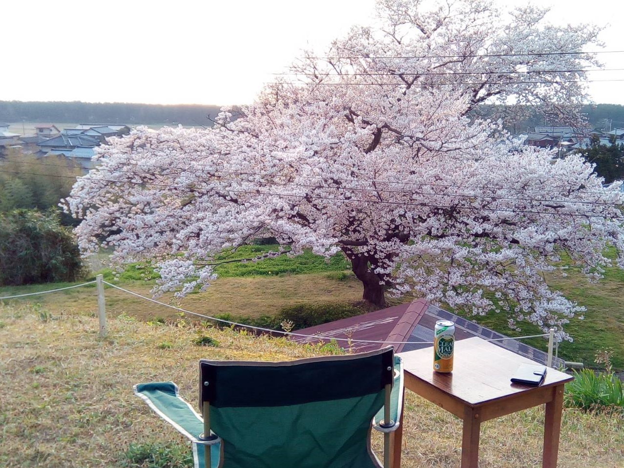 園内の桜越しの日本海