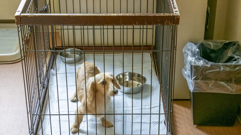 愛犬、愛猫と一緒にお泊りを楽しんで下さい！（ペット3頭まで）