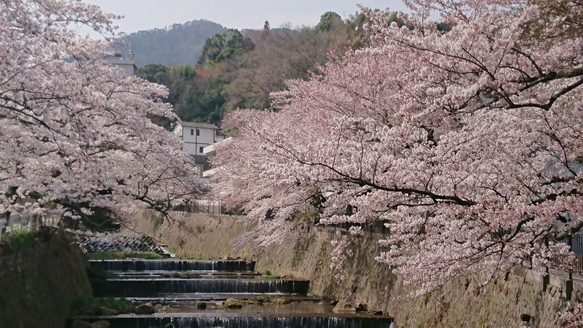 有馬川の桜