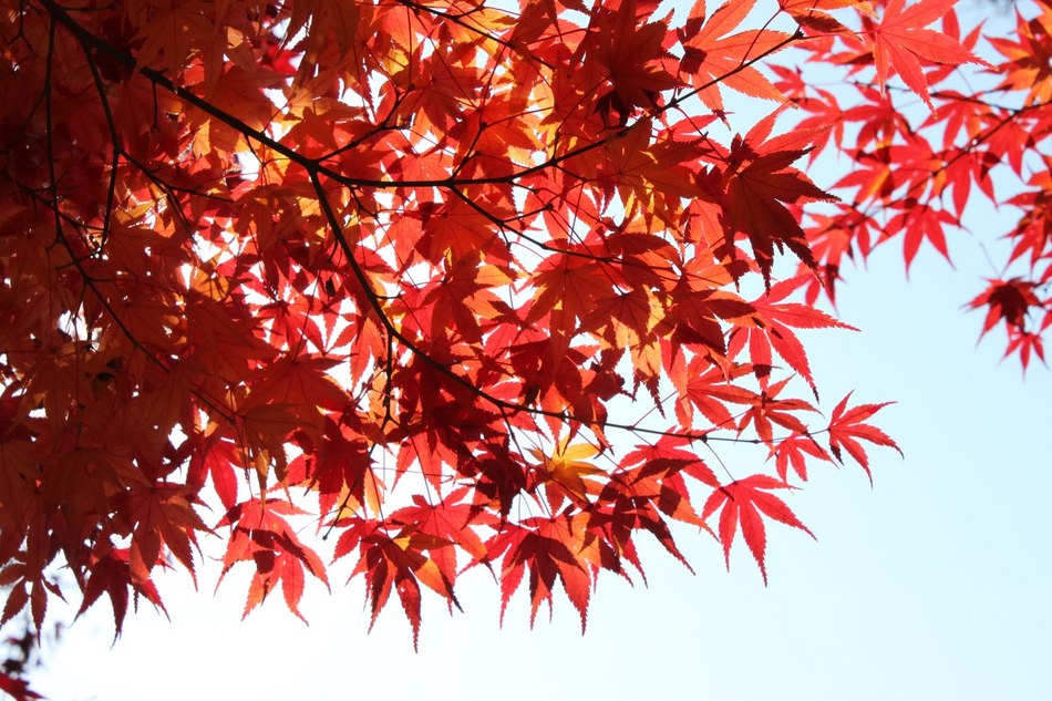 紅葉