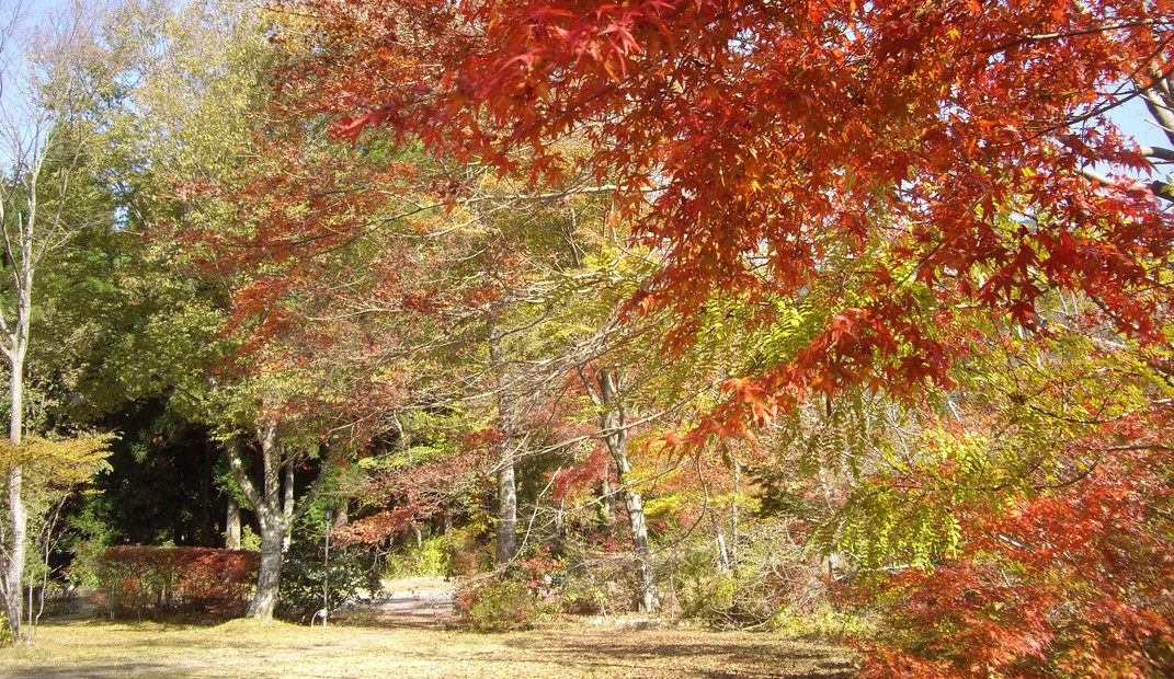 庭の紅葉３