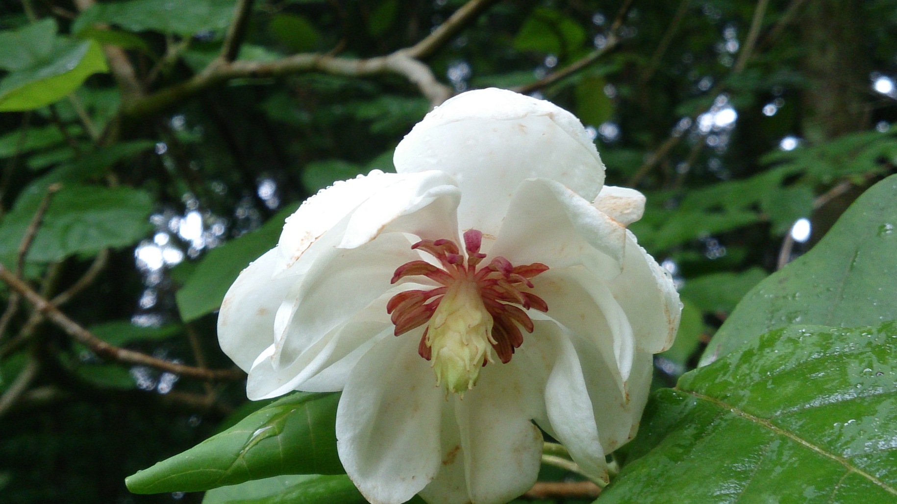 花、大山れんげ