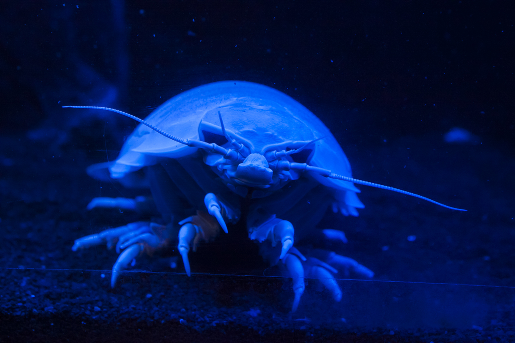 沼津港深海水族館