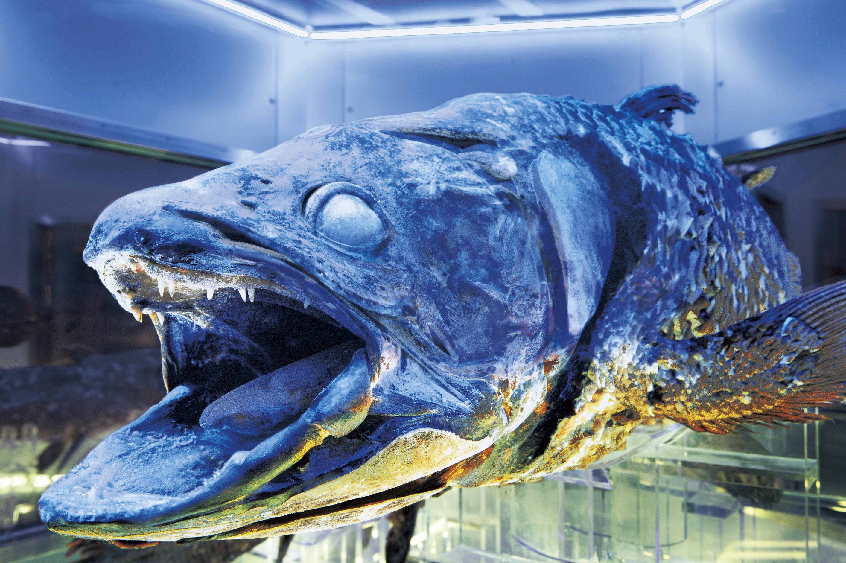 沼津港深海水族館