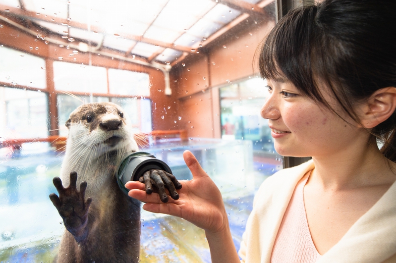 伊勢シーパラダイス_ツメナシカワウソ