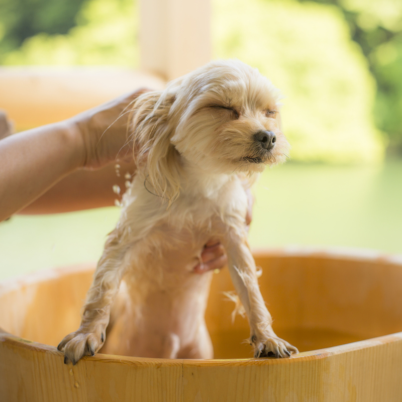 愛犬も温泉を楽しめる3