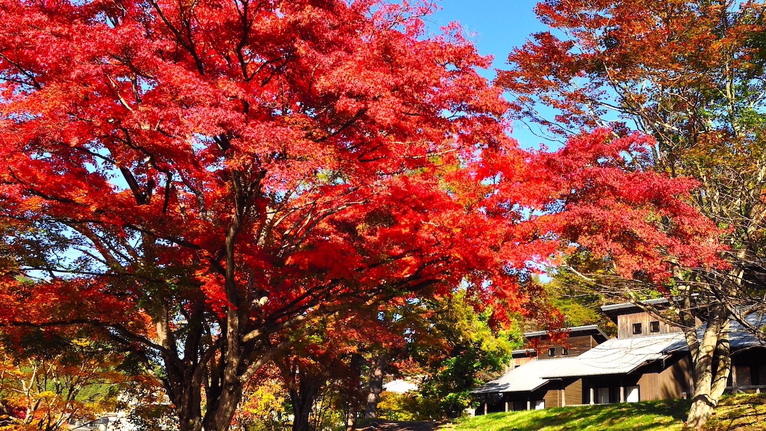 コテージ前は紅葉の一等席です！榛名神社とあわせ、紅葉を眺めながらの参拝もおすすめです。