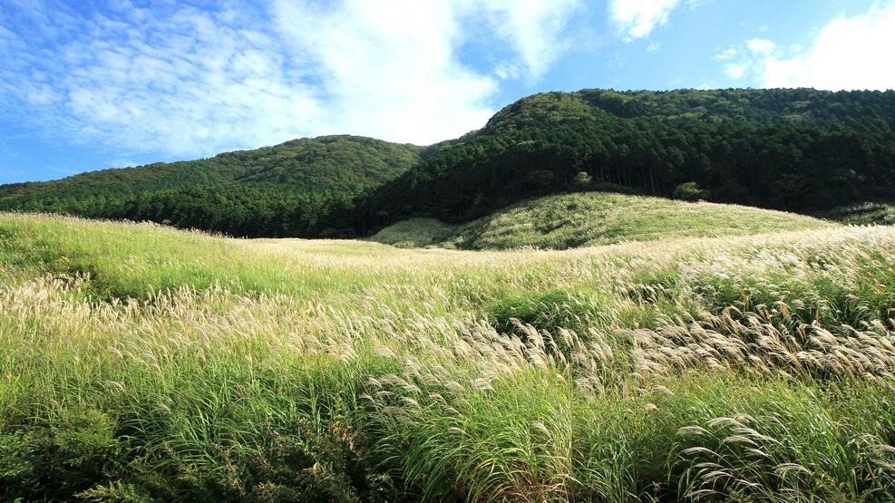 【仙石原すすき草原】9月下旬〜12月が見頃