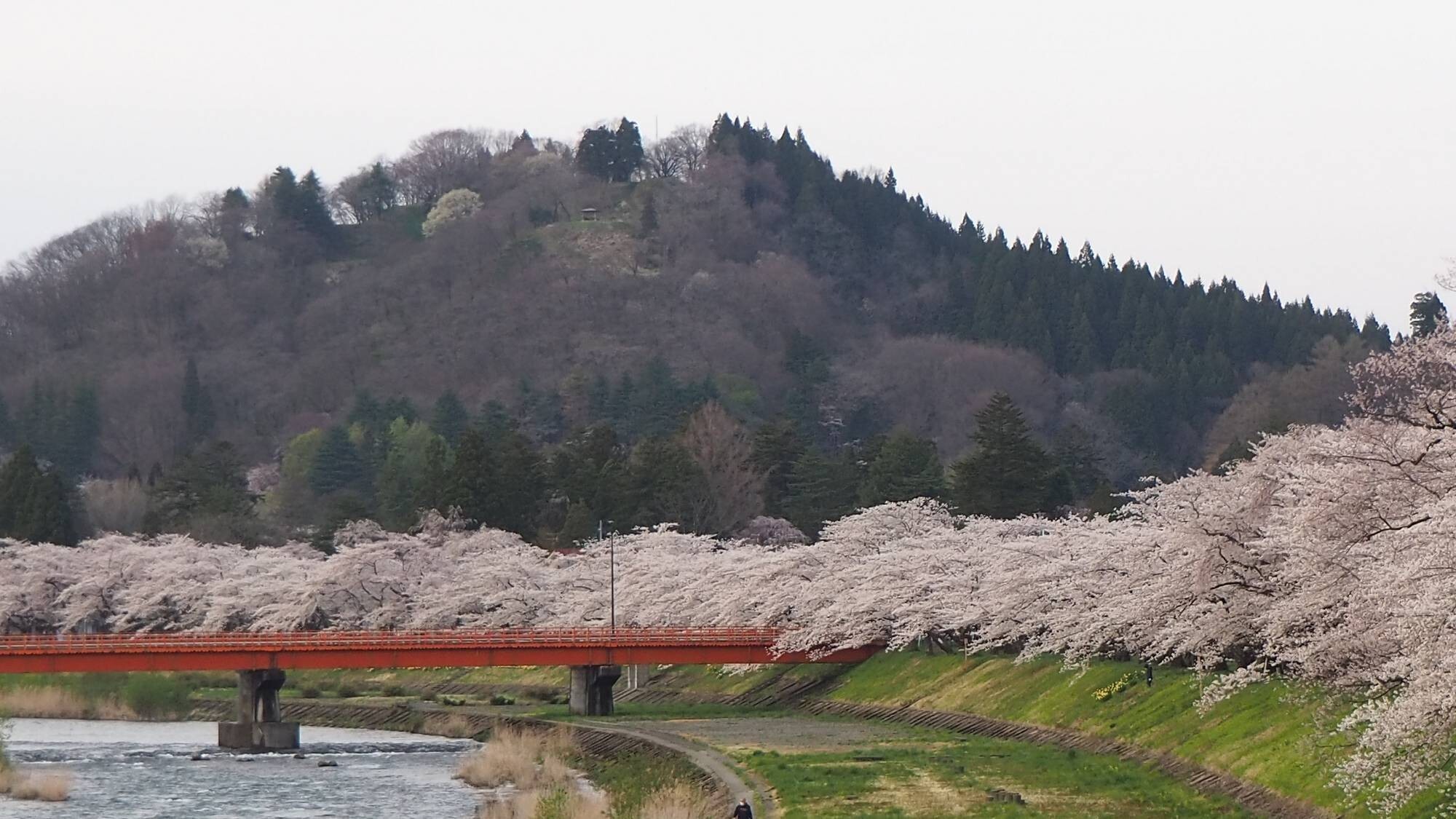 桧木内川堤と古城山＜当館から車で約40分＞