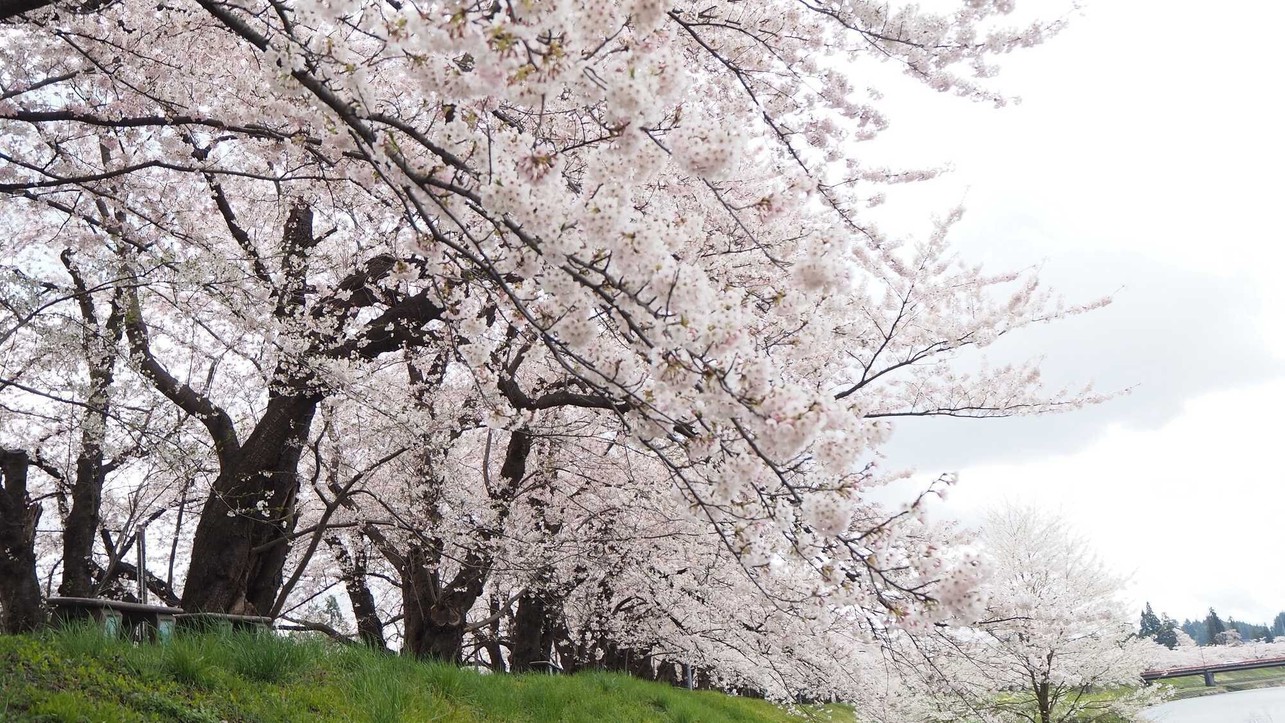 桧木内川堤ソメイヨシノ（見頃4月下旬〜5月上旬）