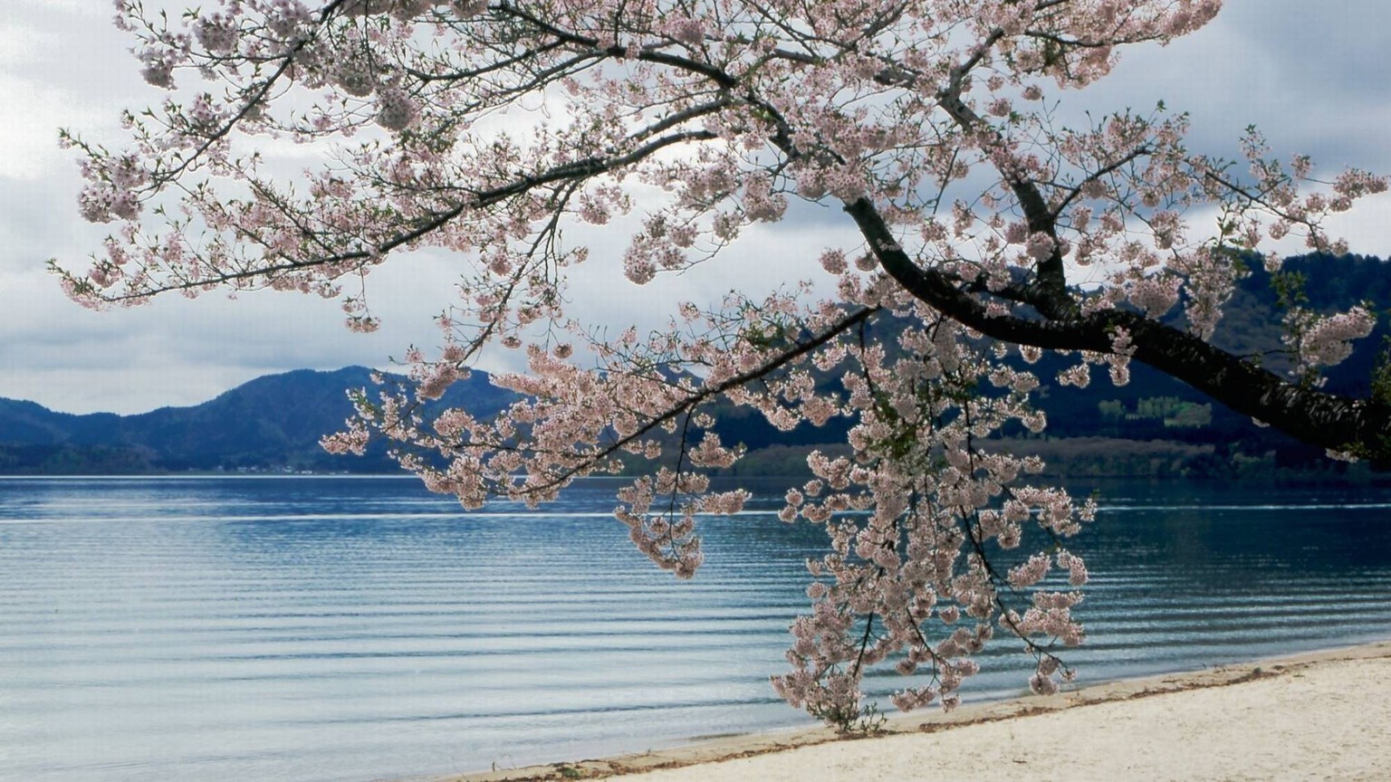 春の田沢湖畔＜当館目の前＞