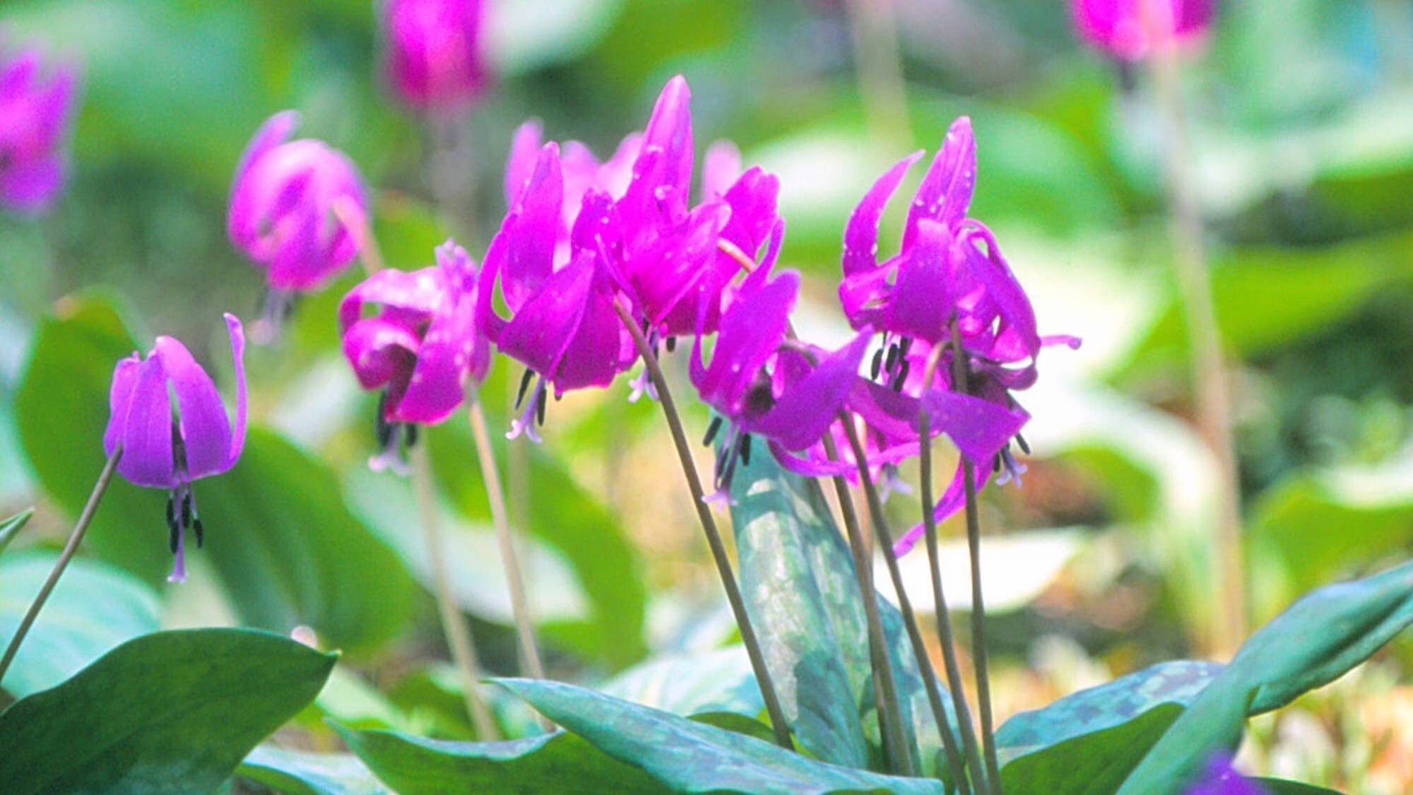 かたくり群生の郷（見頃４月中旬〜５月上旬）