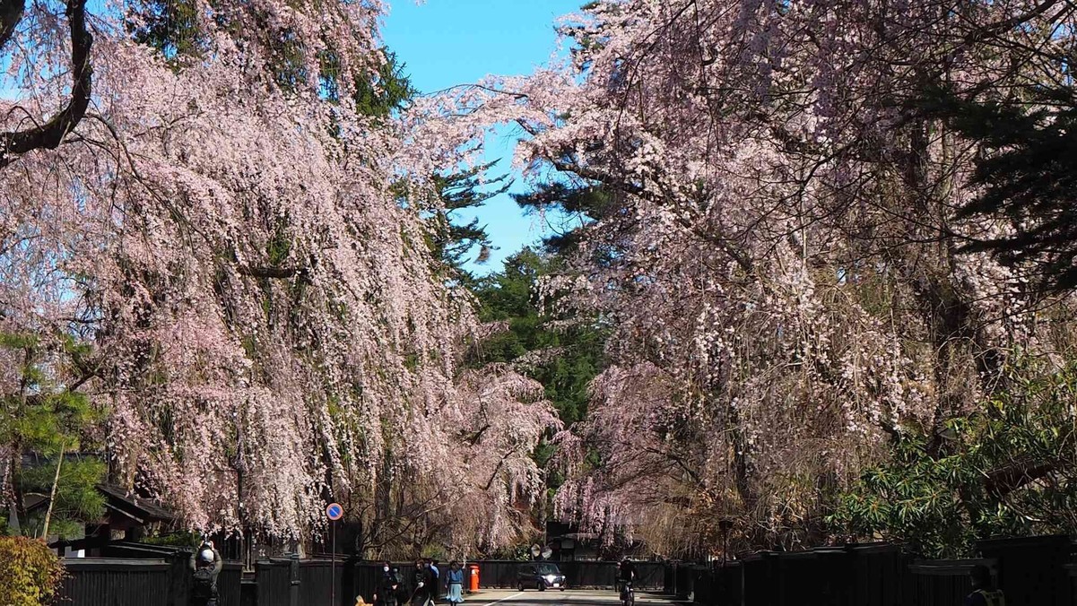 角館武家屋敷通り（見頃4月下旬〜5月上旬）