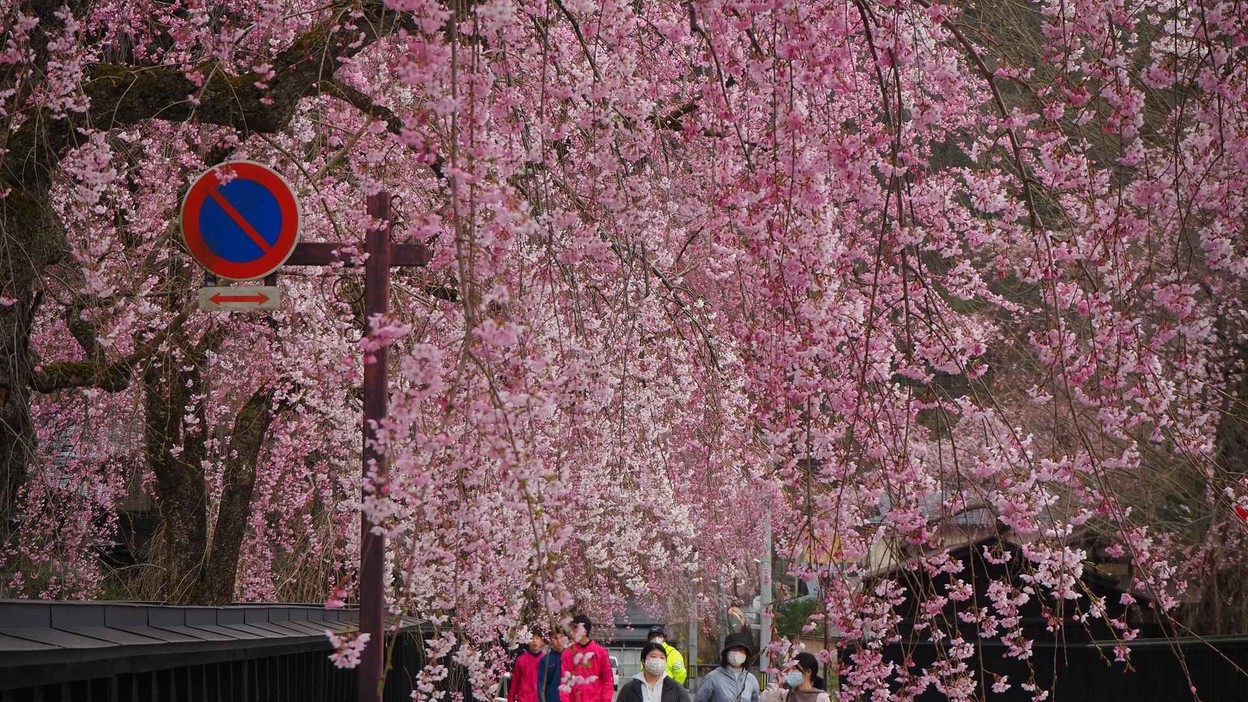 角館樺細工伝承館前のしだれ桜（見頃4月下旬〜5月上旬）