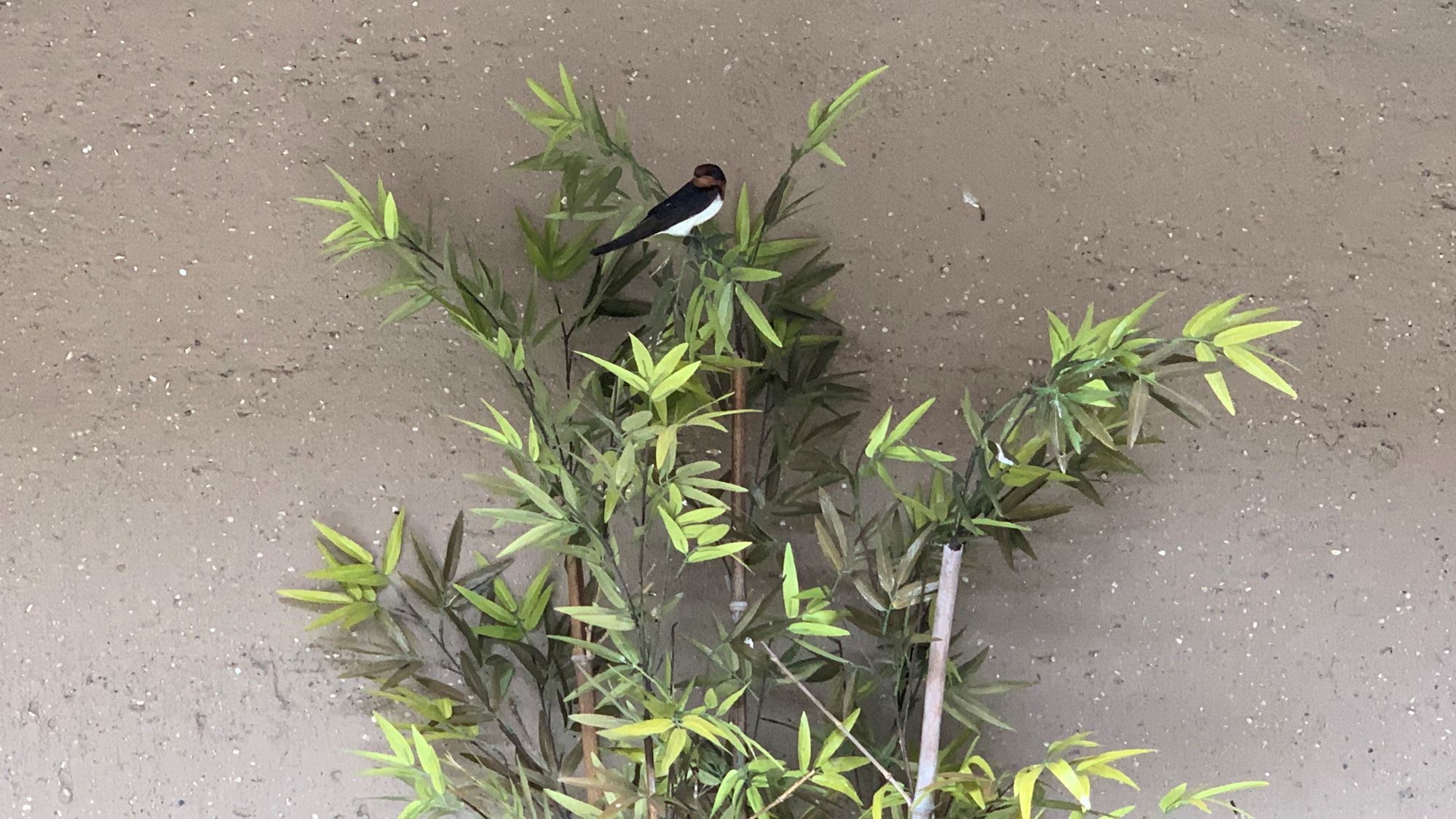 露天風呂に幸福のツバメが巣をつくり親鶏が飛び交う光景を、湯船に浸かりながら眺め癒されます。