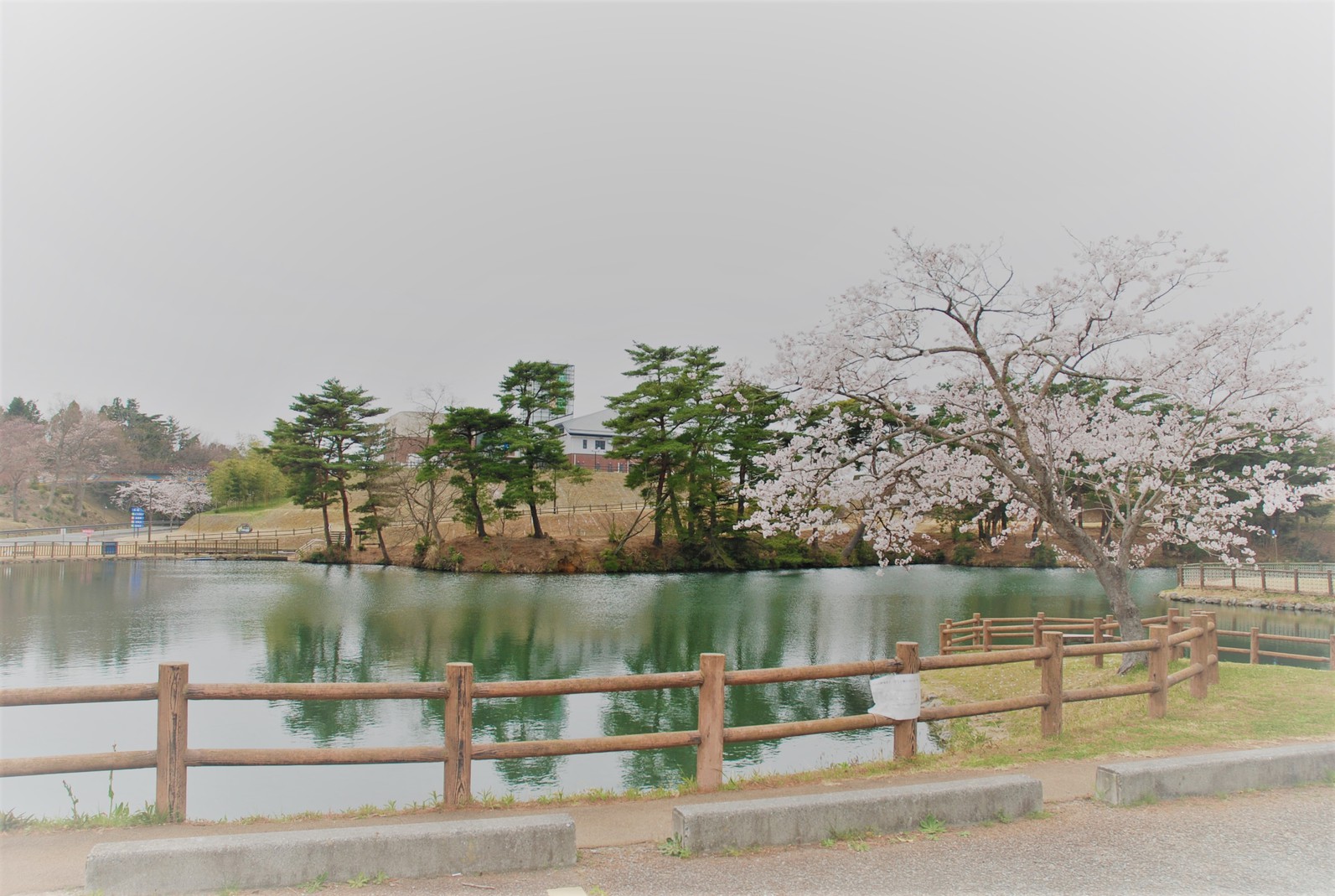 二ツ沼公園から見る桜