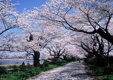 展勝地-桜