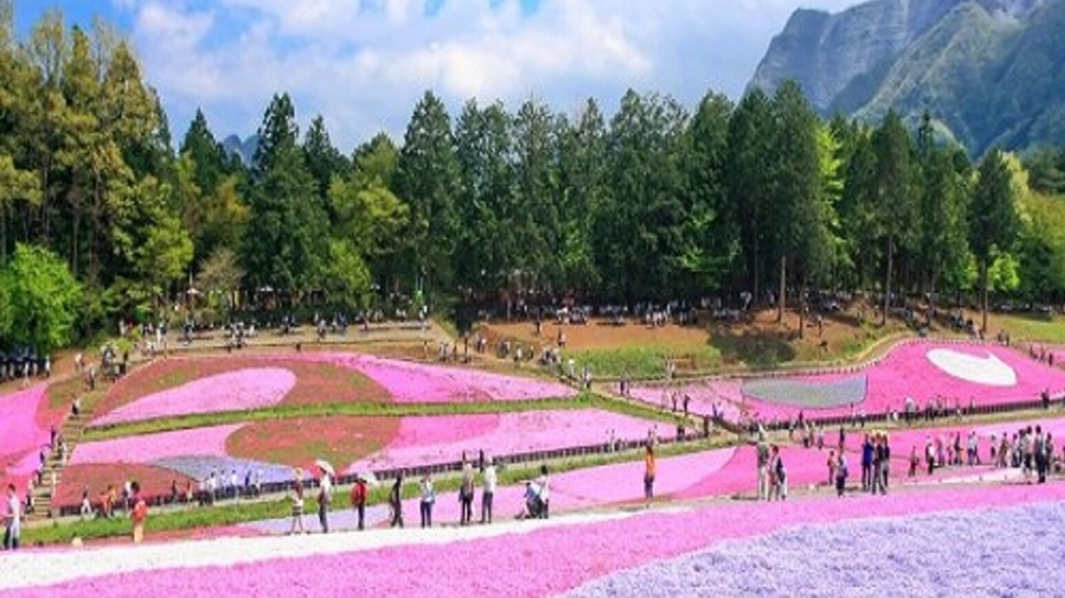 【観光情報】芝桜の丘（羊山公園）