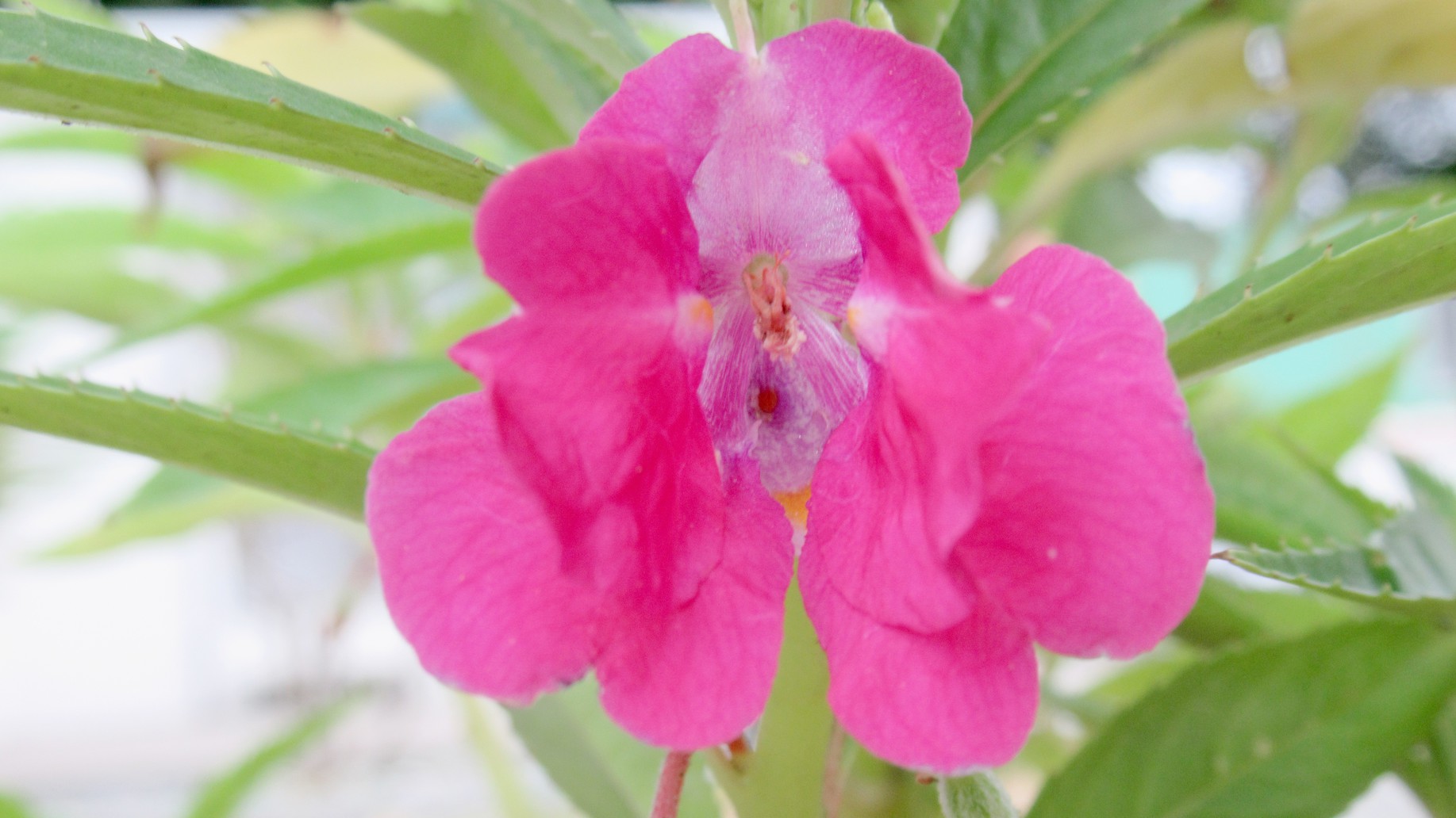 Sudomari Pension Minshuku Nakamichiya Image 4, Okinawa Main island, Japan