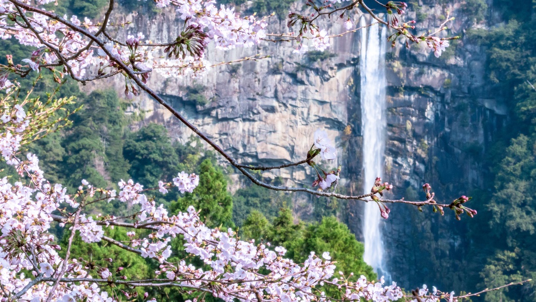 那智の滝桜