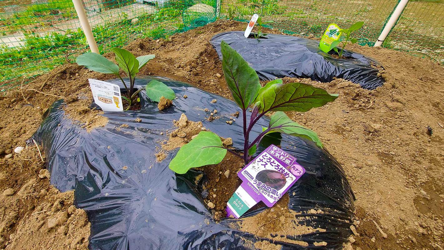 *【ミニ自家菜園】季節によってはお食事にも登場できることも…;？！お野菜栽培始めました