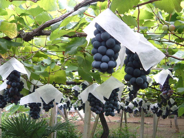 ぶどう  (ベリーＡ)