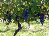 わいんぶどう