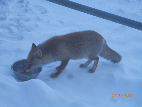 This photo about Baragi Kogen no Yado White Dream shared on HyHotel.com