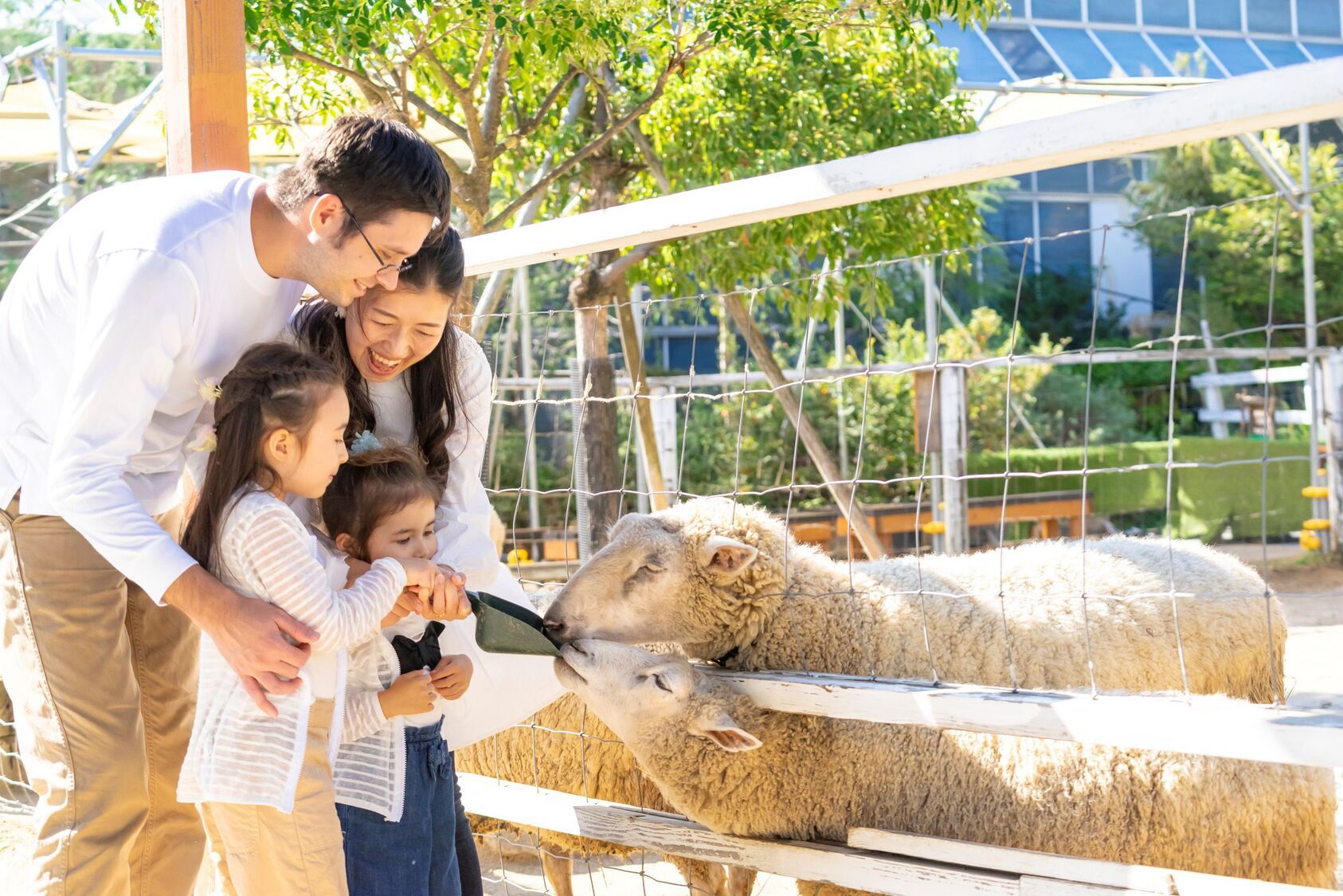羊のえさやり＠神戸どうぶつ王国